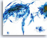 Click to enlarge Image 12