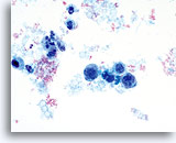 Click to enlarge Image 5