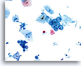 Click to enlarge Image 11