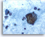 Click to enlarge Image 5