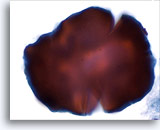 Click to enlarge Image 5