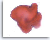 Click to enlarge Image 5