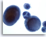 Click to enlarge Image 3