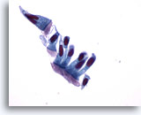 Click to enlarge Image 3