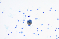 ThinPrep® Non-Gyn 40x
