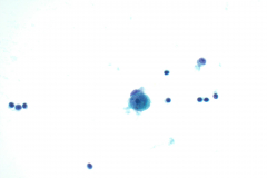 ThinPrep® Non-Gyn 40x