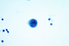 ThinPrep® Non-Gyn 60x